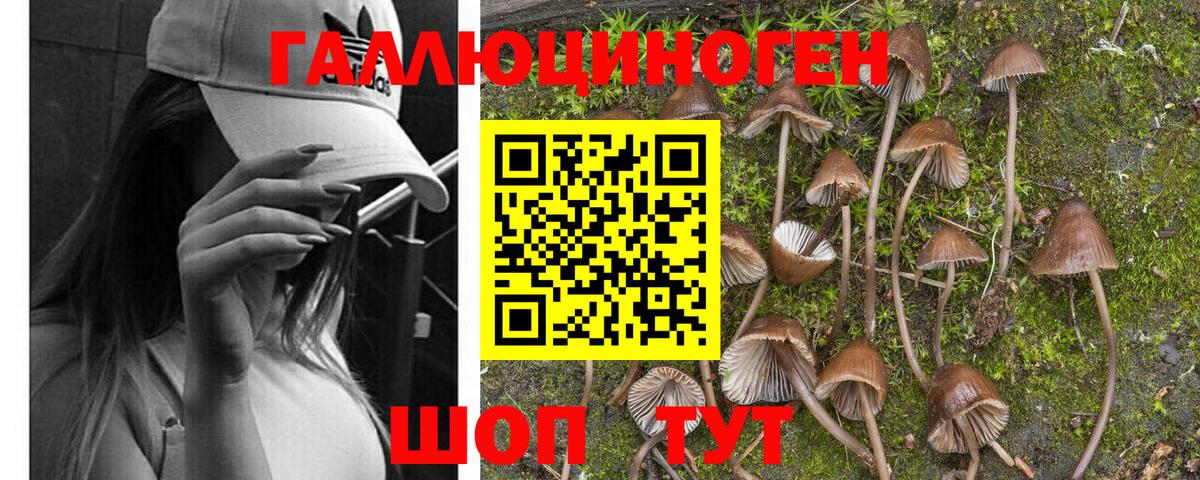 Галлюциногенные грибы Psilocybine cubensis Сосновый Бор