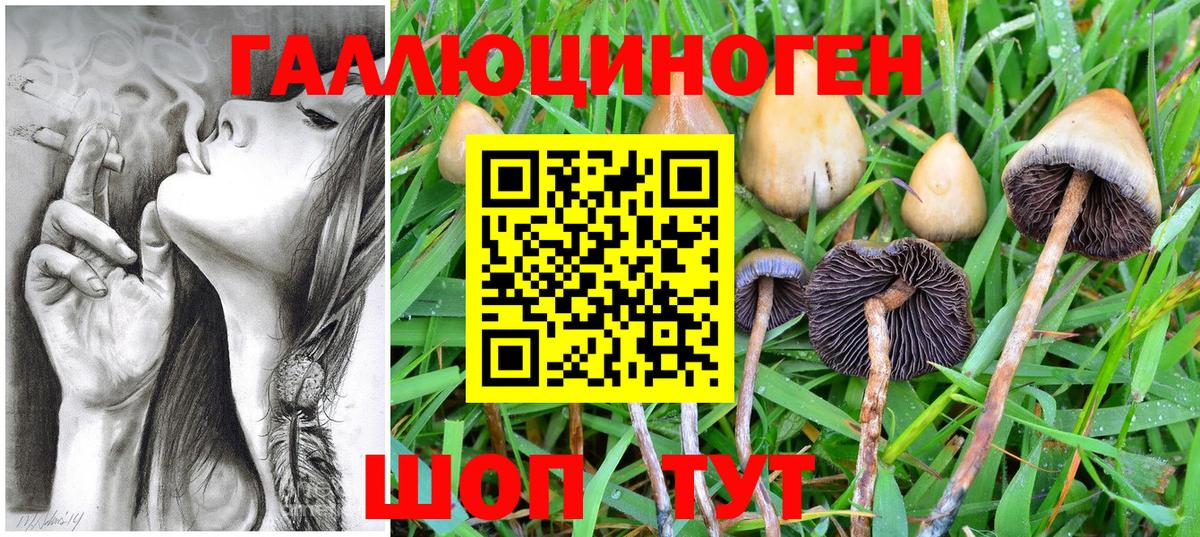 Сосновый Бор  Псилоцибиновые грибы Psilocybine cubensis  Псилоцибиновые грибы MAGIC MUSHROOMS  Вход с VPN 